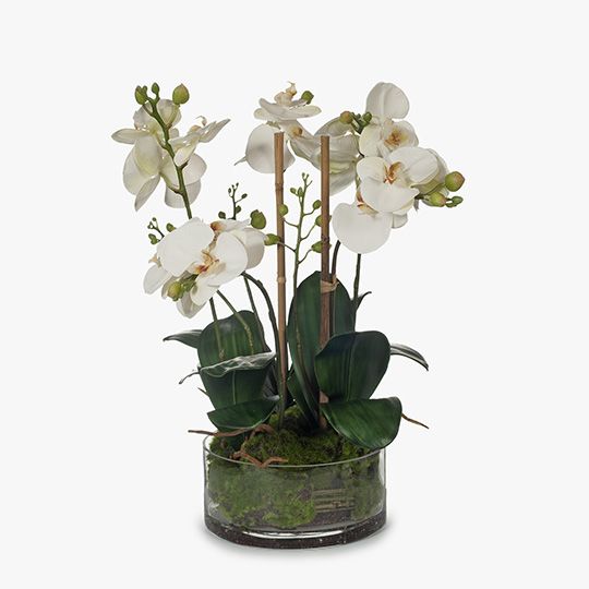 Orchid Phalaenopsis in Bowl