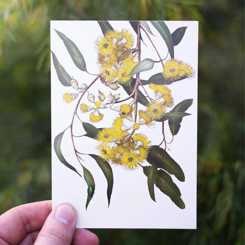 Bell Art - Eucalyptus Greeting Card Lemon Scented Gum