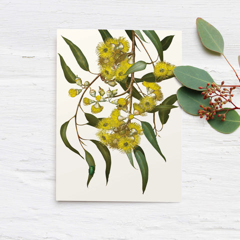 Bell Art - Eucalyptus Greeting Card Lemon Scented Gum