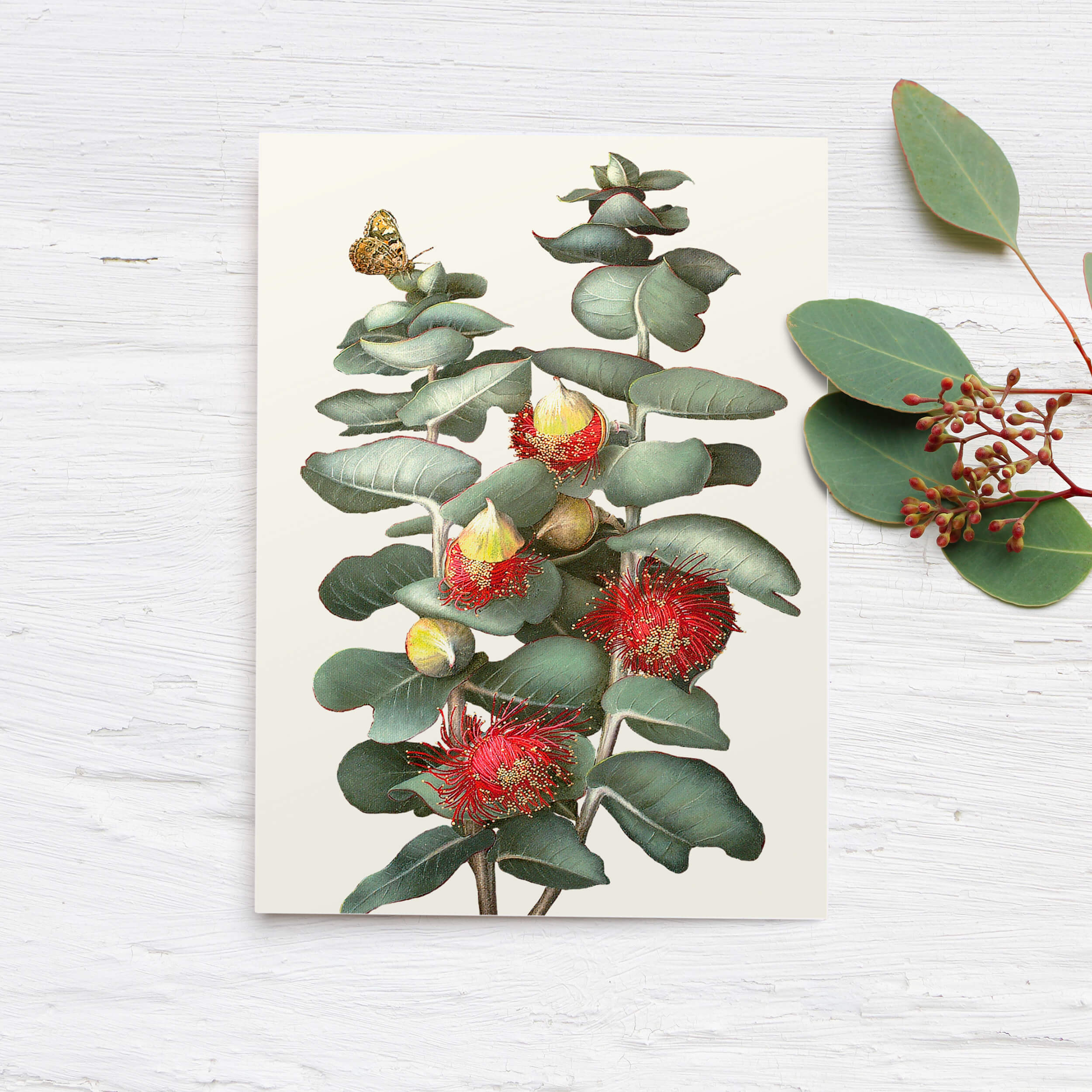 Bell Art - Eucalyptus Greeting Card Rose Mallee