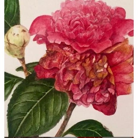 Limited Edition Print - Camellias