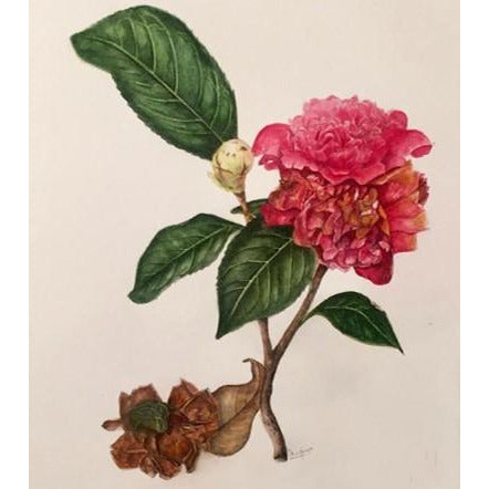 Limited Edition Print - Camellias