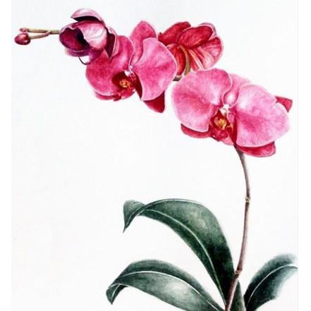 Limited Edition Print - Pink Orchids