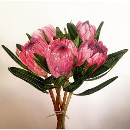 Limited Edition Print - Proteas