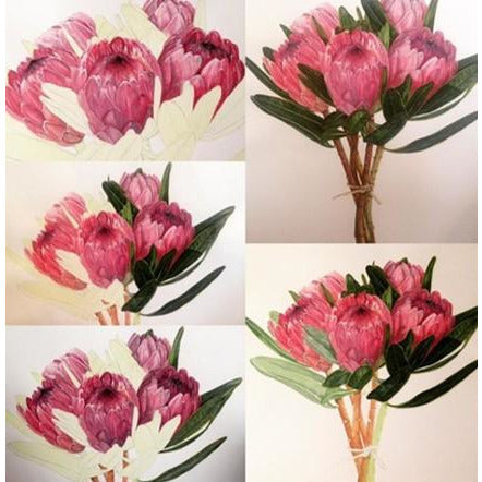 Limited Edition Print - Proteas