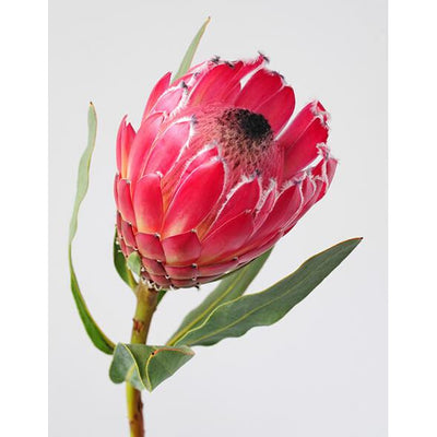 Rayell - Protea Canvas Print